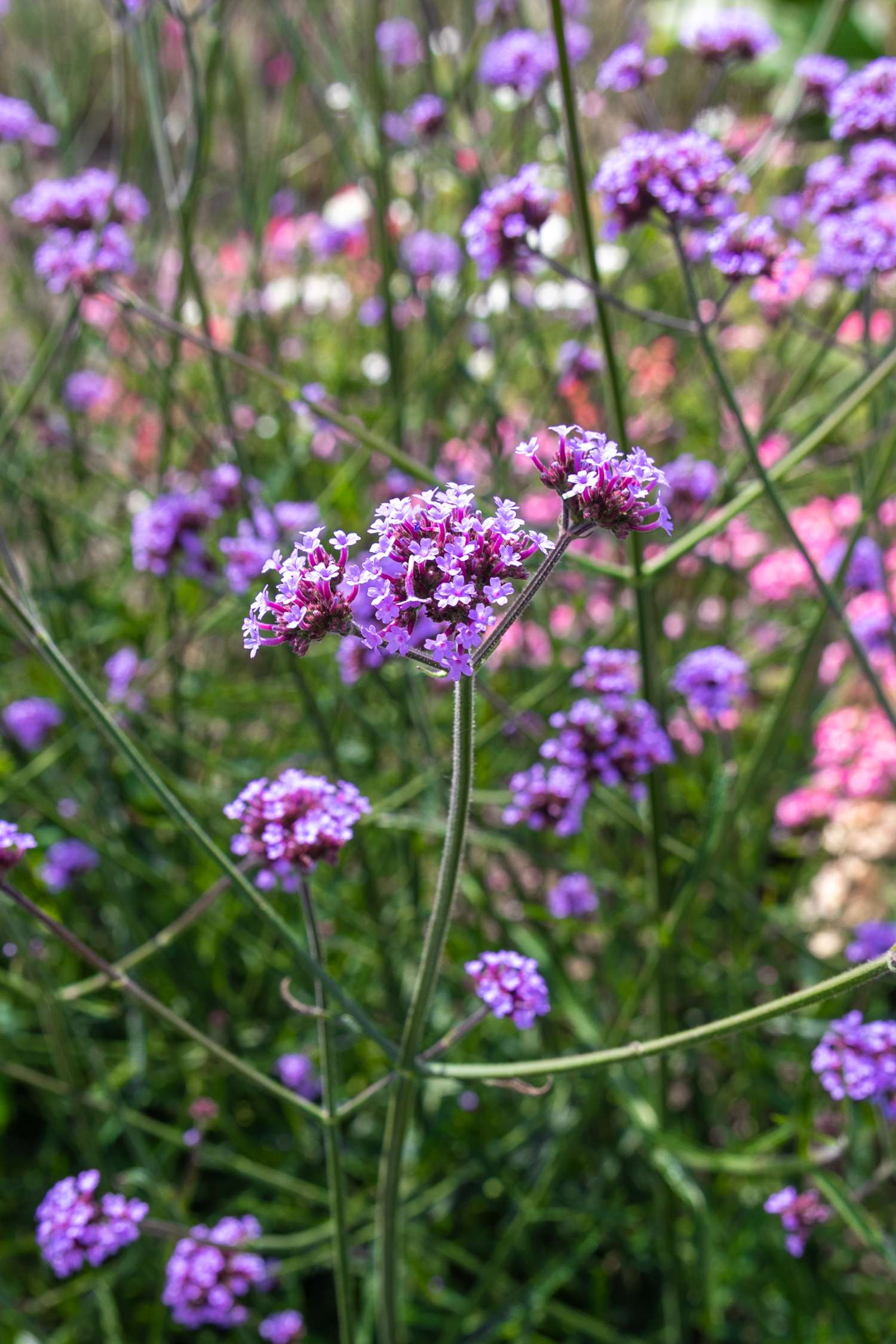 Jättiverbena (Verbena bonariensis)